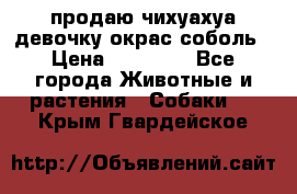 продаю чихуахуа девочку,окрас соболь › Цена ­ 25 000 - Все города Животные и растения » Собаки   . Крым,Гвардейское